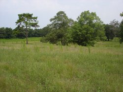 White Oak
