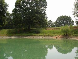 White Oak