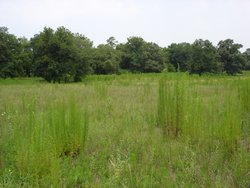 White Oak